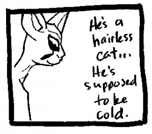Kyle the Hairless Cat