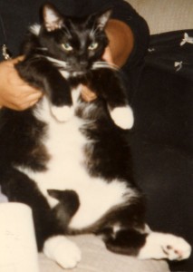 Jake E. Jake, Tuxedo Cat